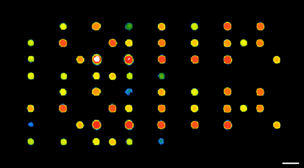 array scanner